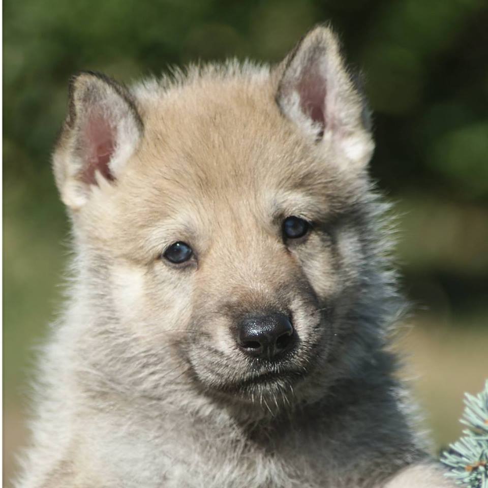 41358989_10218018461712148_5700903490063171584_n