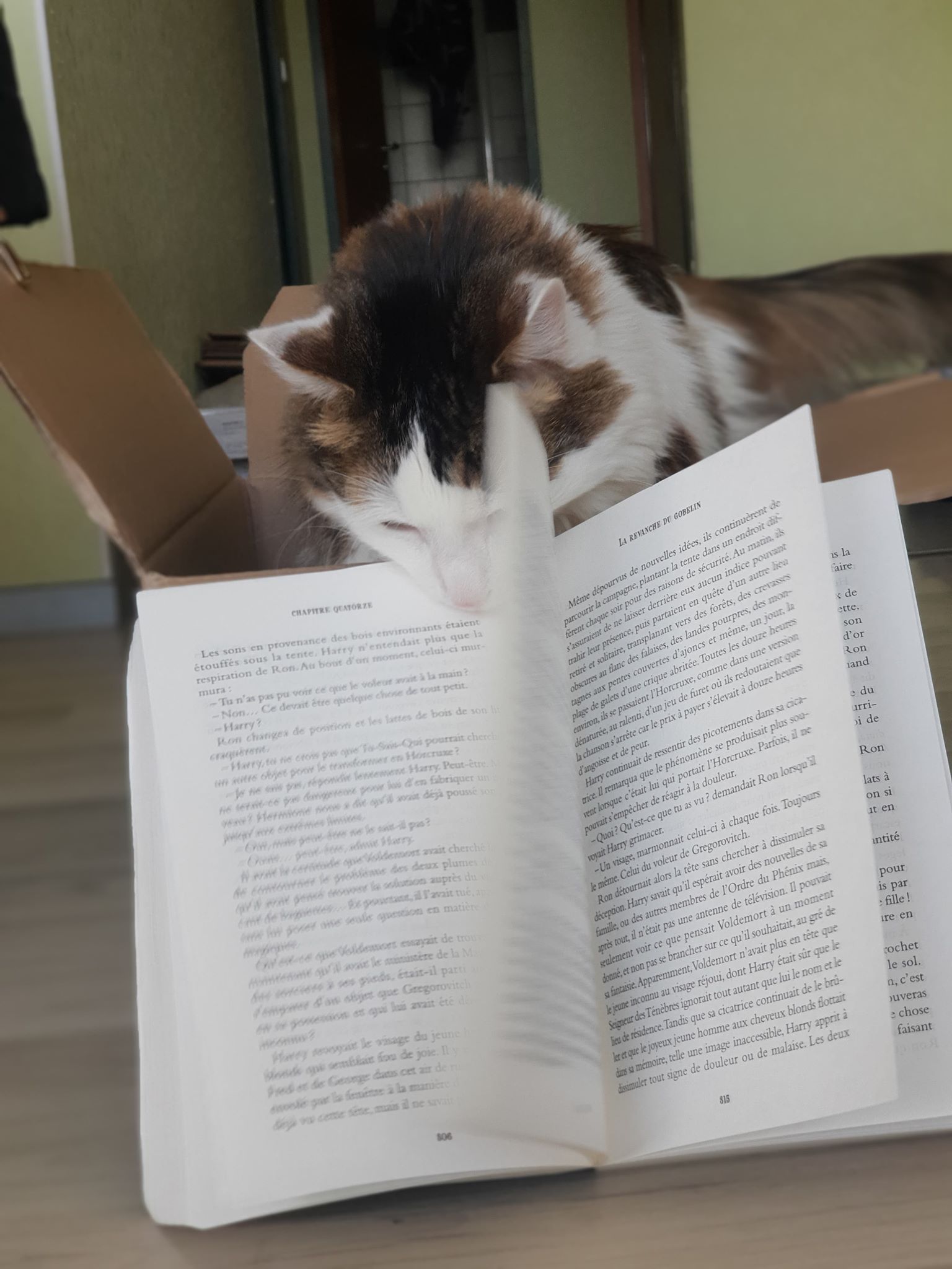 chat livre.jpg