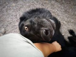 chien-loup américain câlin