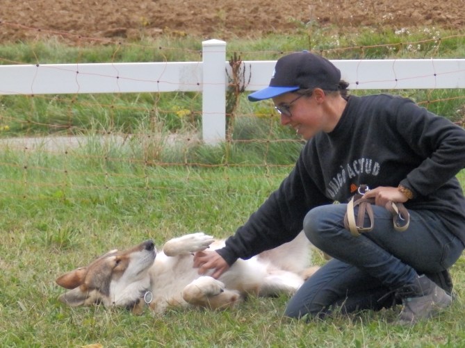 chien-loup de Saarloos câlins