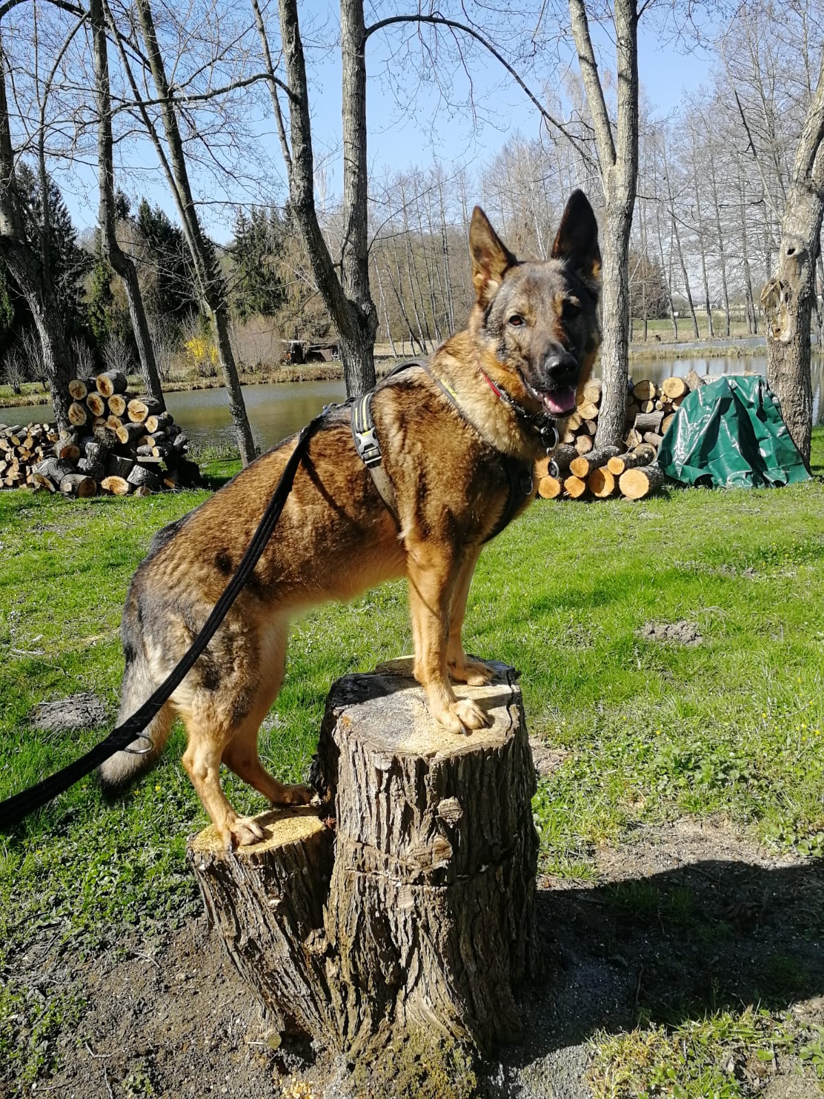 berger allemand proprioception