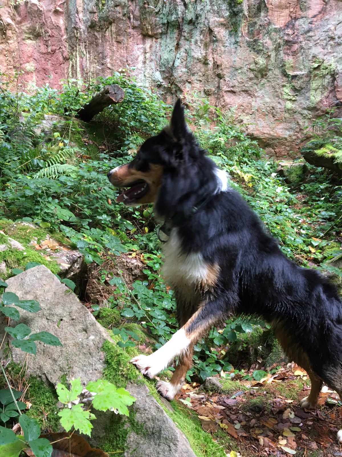 border collie randonnée
