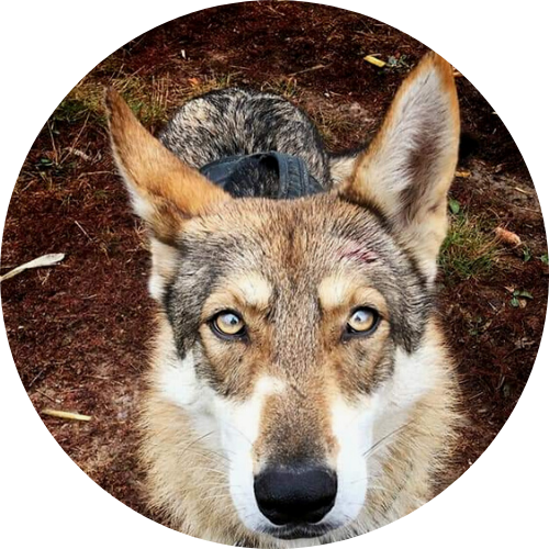 chien-loup de Saarloos haut-rhin