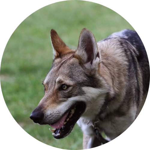 chien-loup tchécoslovaque dog