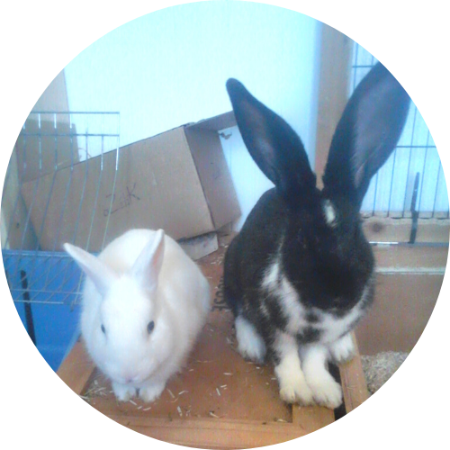 lapin comportementaliste haut-rhin