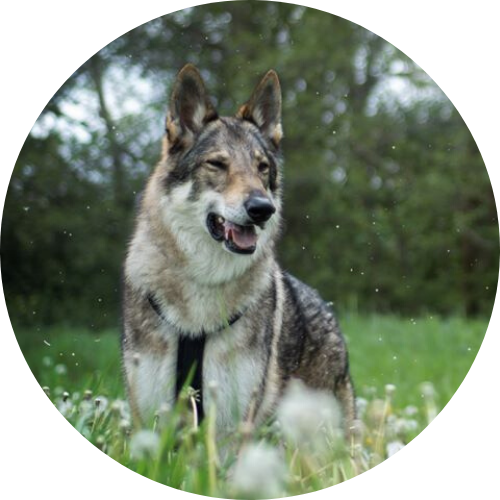 association comportementaliste haut-rhin