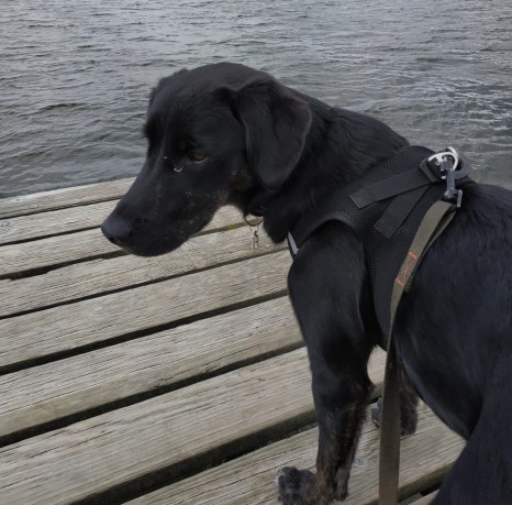 croisé labrador socia ponton