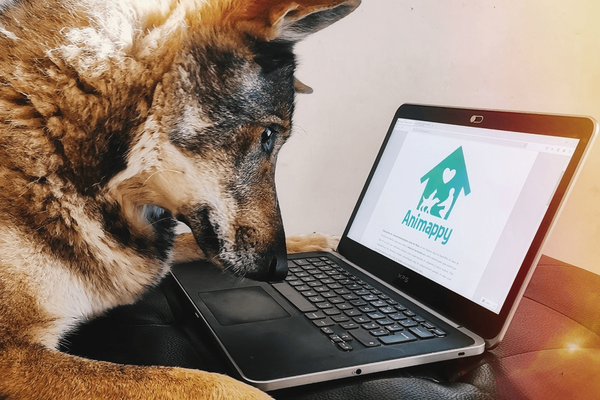 chien vidéo ordinateur