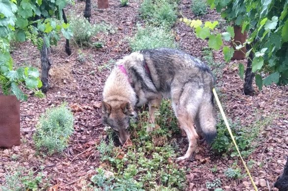 chien-loup Tchécoslovaque dans vignes