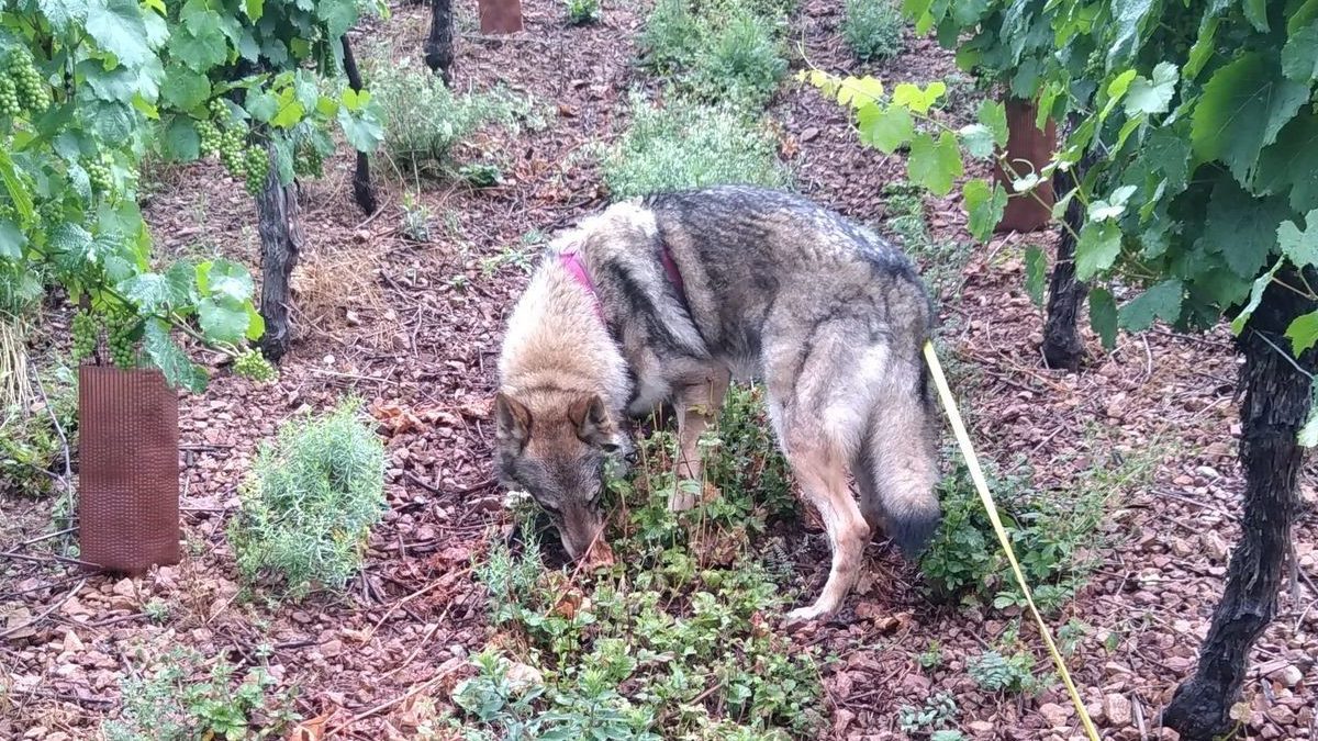chien-loup Tchécoslovaque dans vignes