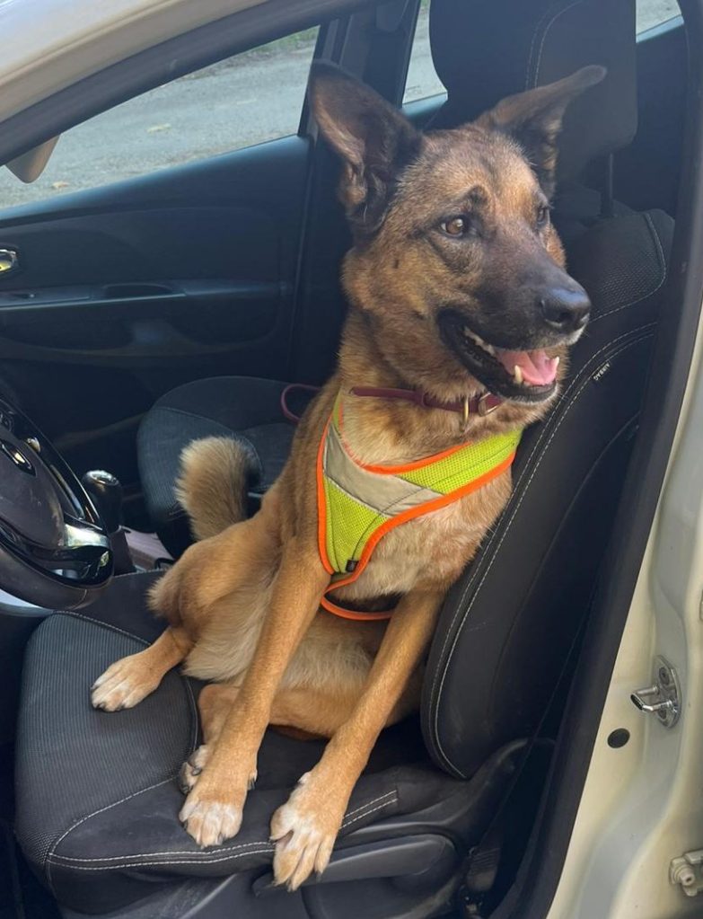 MICI akita américain croisée beauceron