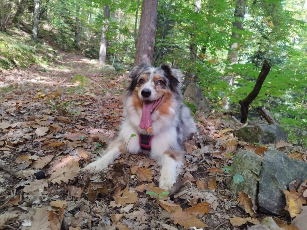 berger australien arthrose