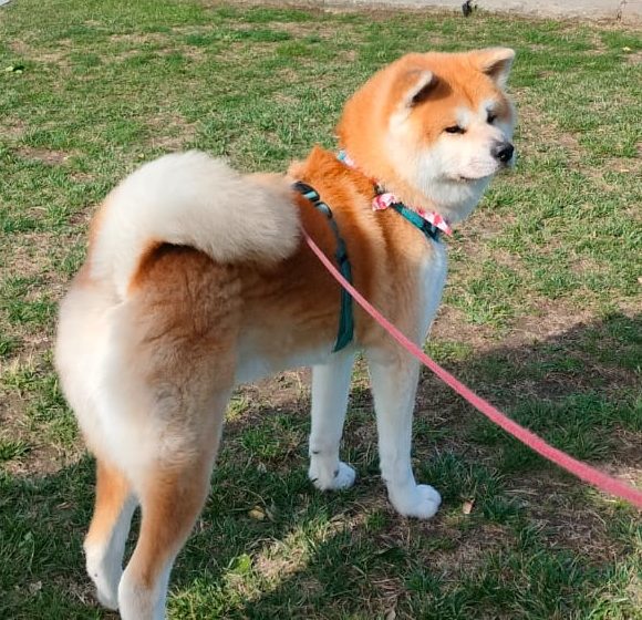 akita inu Soka